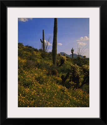 Mexican Gold Poppies (Eschscholzia mexicana) and saguaro cactus on a landscape, Superstition Mountains, Hewitt Canyon, Tonto National Forest, Pinal County, Arizona