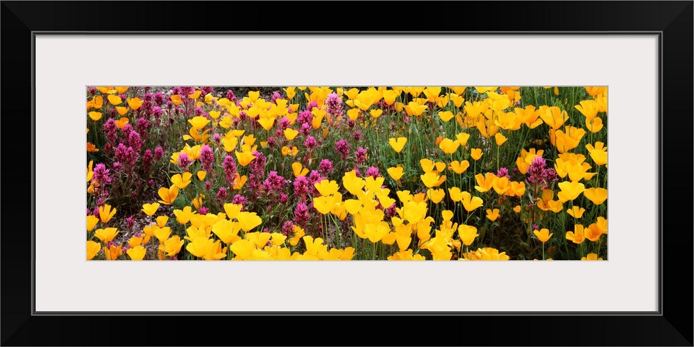 Mexican Poppy Owl Clover AZ