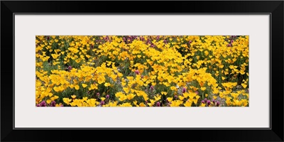 Mexican Poppy Owl Clover AZ