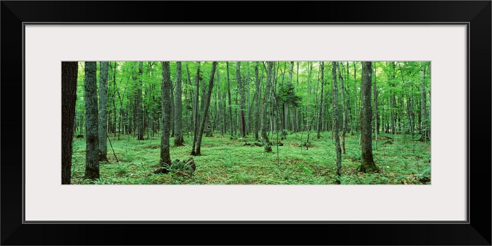 A dense forest is pictured in wide angle view. The ground is blanketed by thick foliage.