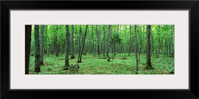 Michigan, Black River National Forest, Trees in a forest