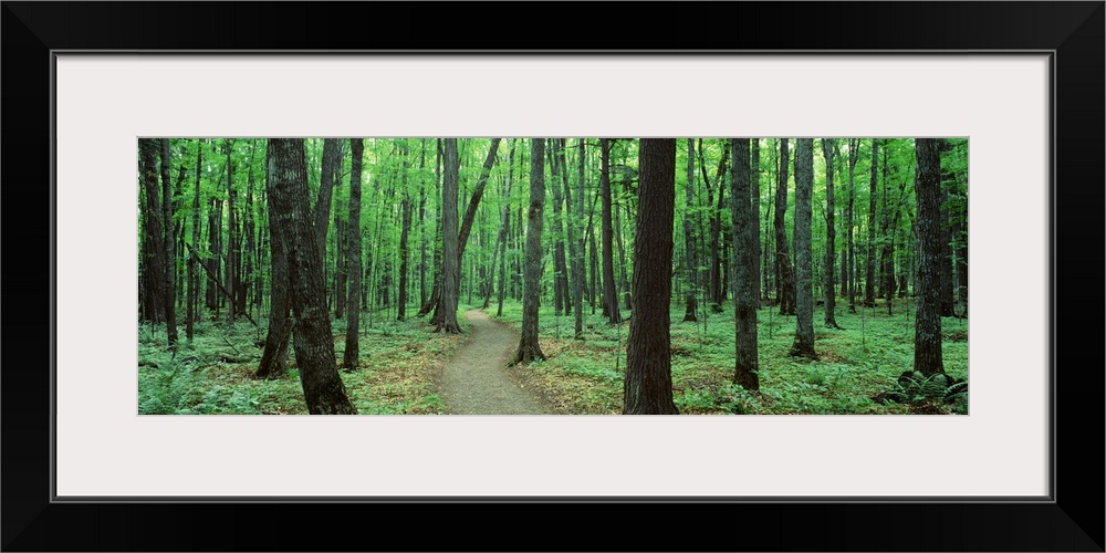 Artwork perfect for the home or office of a panoramic shot of a forest with a walking path going through the middle.