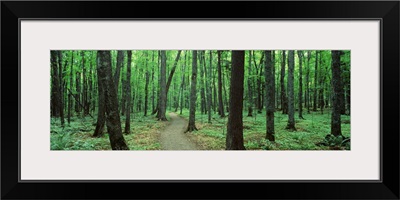 Michigan, Black River National Forest, Walkway running through a forest