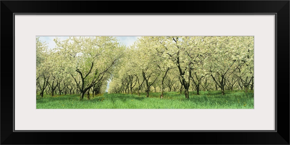 Wide angle photograph on a large wall hanging of many rows of blooming cherry trees in a grassy orchard, in Minnesota.