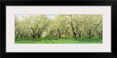 Minnesota, Rows of cherry trees in an orchard