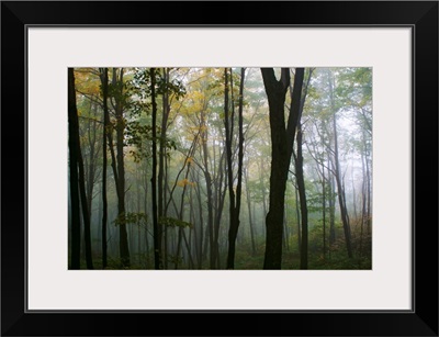 Misty Forest In Autumn