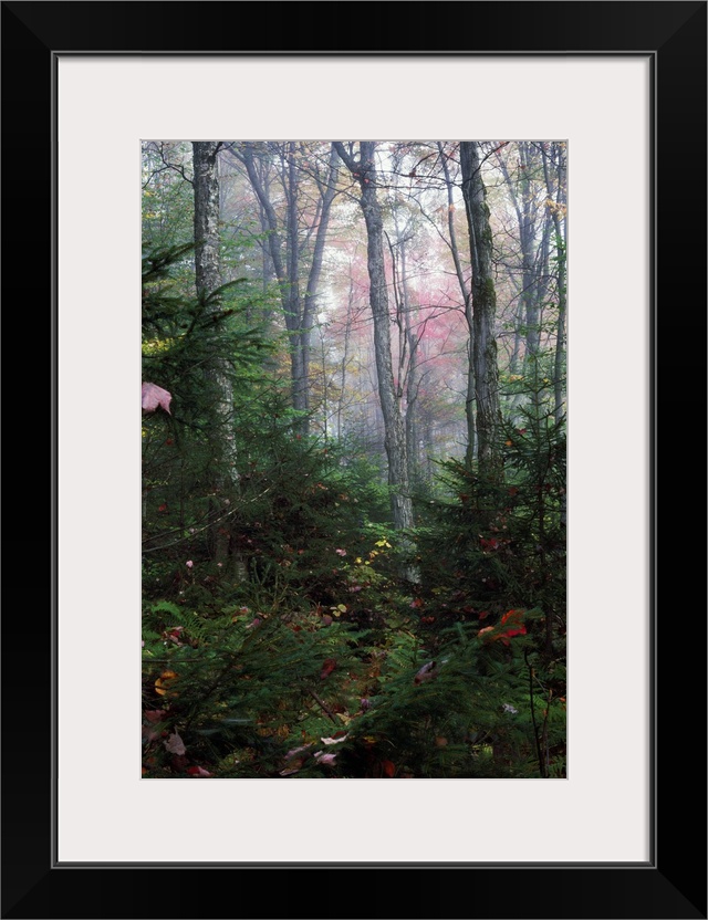 Misty forest, New York