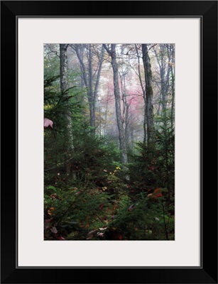 Misty forest, New York