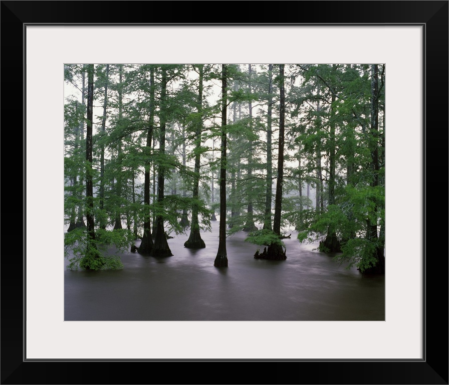 Misty stand of bald cypress trees (Taxodium distichum) in Bluff Lake, Noxubee National Wildlife Refuge, Mississippi