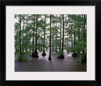 Misty stand of bald cypress trees (Taxodium distichum) in Bluff Lake, Noxubee National Wildlife Refuge, Mississippi