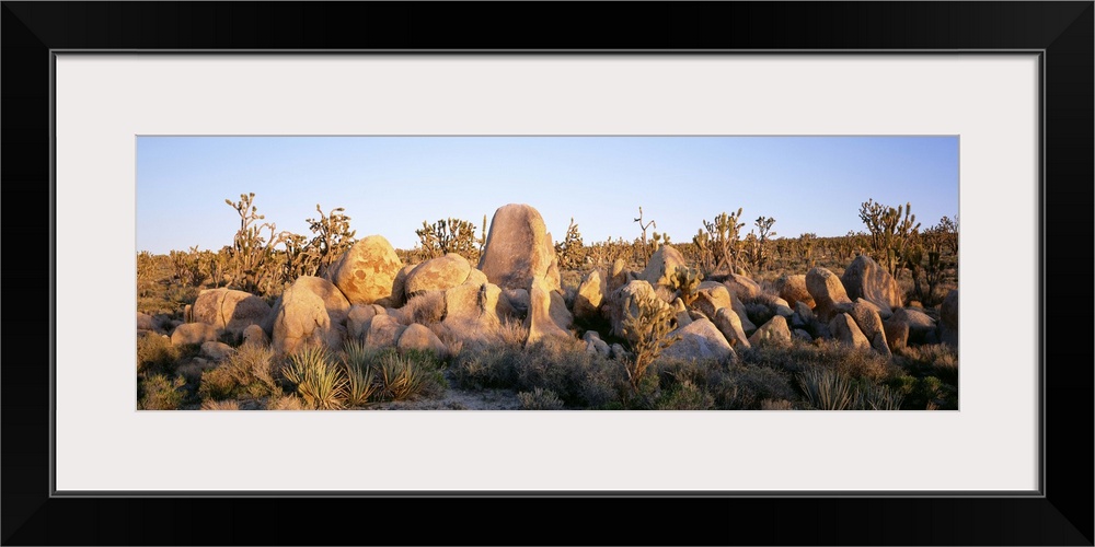 Mojave National Preserve Mojave Desert CA