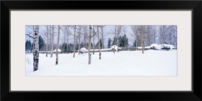 Montana, fence, aspen, snow, winter