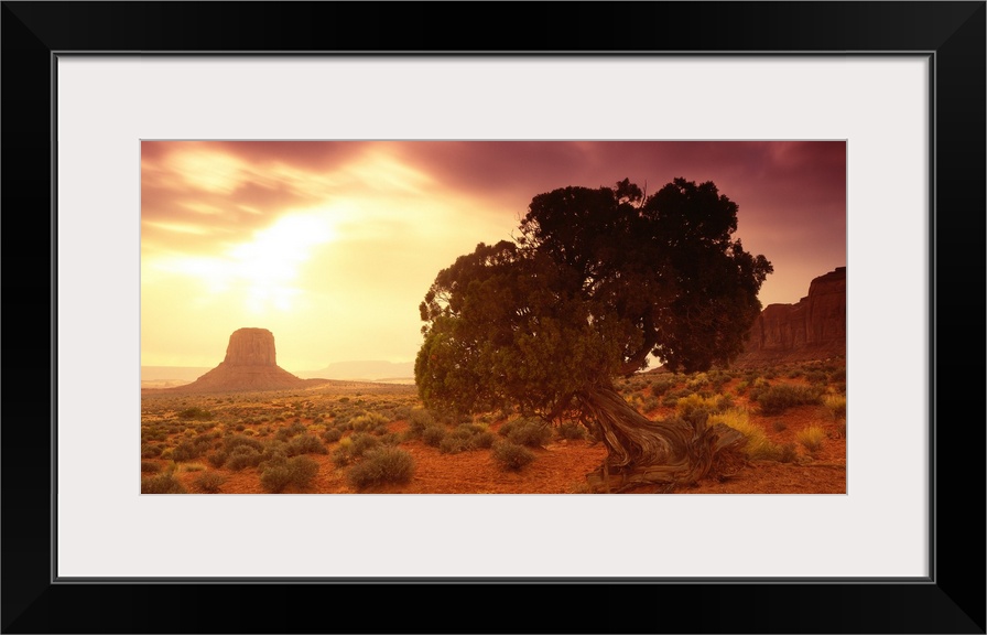 Early morning scene of a tree with a gnarled trunk in a desert in the Southwestern United States, with a natural stone tow...
