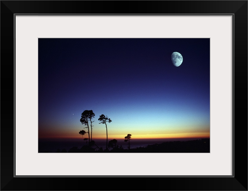 Photograph of tall trees at sunset with moon high in the sky.