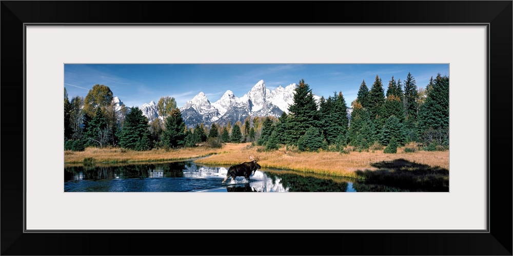A panoramic canvas of a moose wadding through a pond in Wyoming with the famous peaks of the Teton Range in the background.