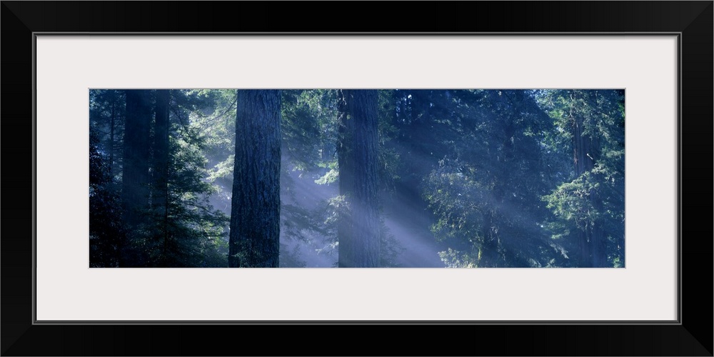 Morning Light and Fog Redwood and Douglas Fir Trees Redwood National Park CA