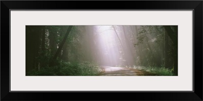 Morning Light and Fog Redwood National Park CA