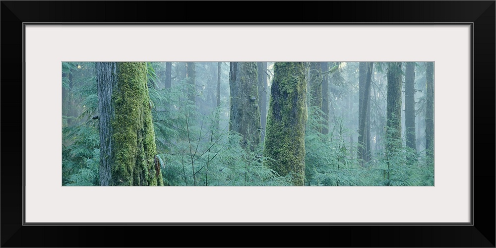 Moss covered Douglas fir trees, Olympic National Park, Washington State