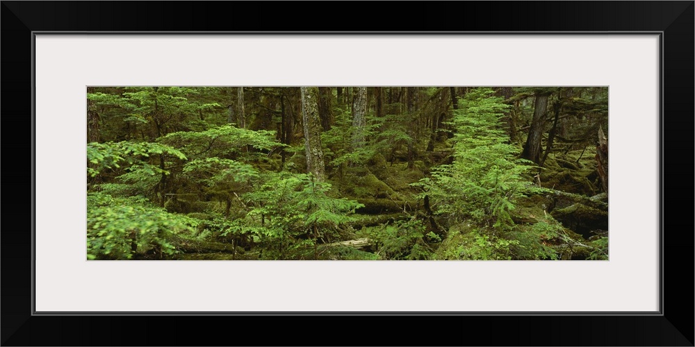 Moss covered trees in the forest, Tongass National Forest, Alaska