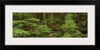 Moss covered trees in the forest, Tongass National Forest, Alaska