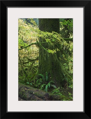 Moss draping tree branches in old-growth forest, Hoh Rain Forest, Olympic National Park, Washington