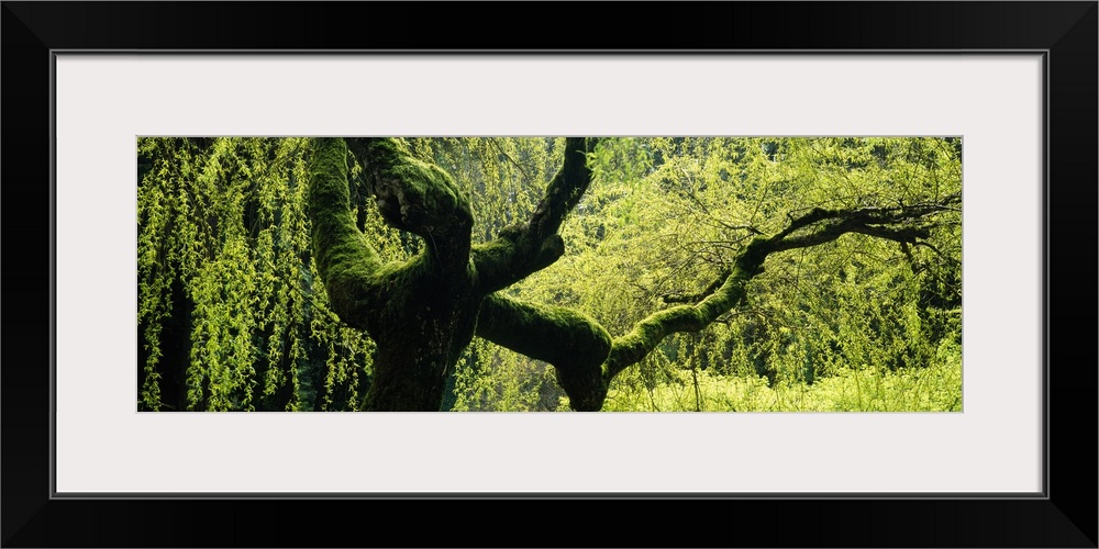 A wide angle view of a weeping willow tree that has moss growing on its trunk and long limbs.