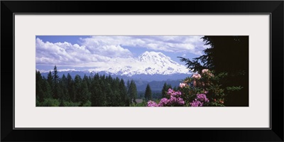 Mount Rainier & spring rhododendrons Graham WA