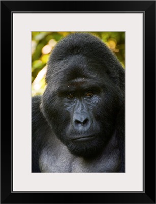 Mountain gorilla (Gorilla beringei beringei), Bwindi Impenetrable National Park, Uganda