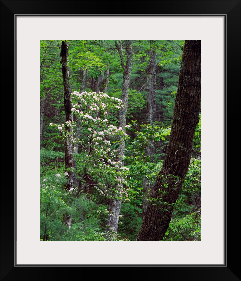 Mountain laurel blooming in forest, Great Smoky Mountains National Park, Tennessee.