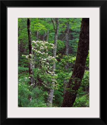 Mountain laurel blooming in forest, Great Smoky Mountains National Park, Tennessee.