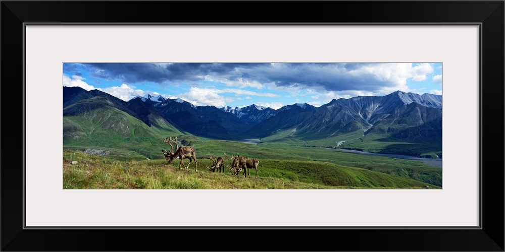 Panoramic picture taken of a mountain range off in the distance with vast fields in front of them and caribou feeding on t...