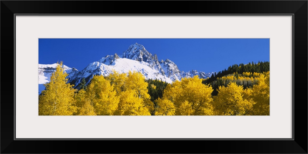 Oversized, landscape photograph of golden autumn trees in front of the snow covered mountains of Sneffels Range, on a back...