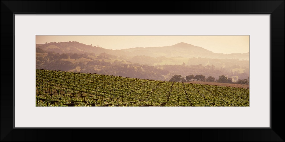 Mountains in front of vineyards, Asti, California