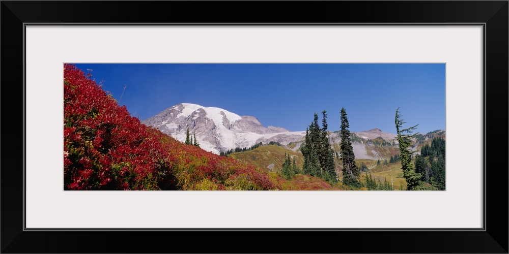 Mt Rainier National Park WA