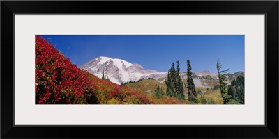 Mt Rainier National Park WA