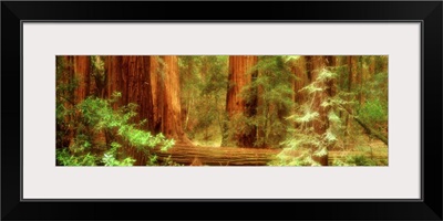 Muir Woods Redwoods CA