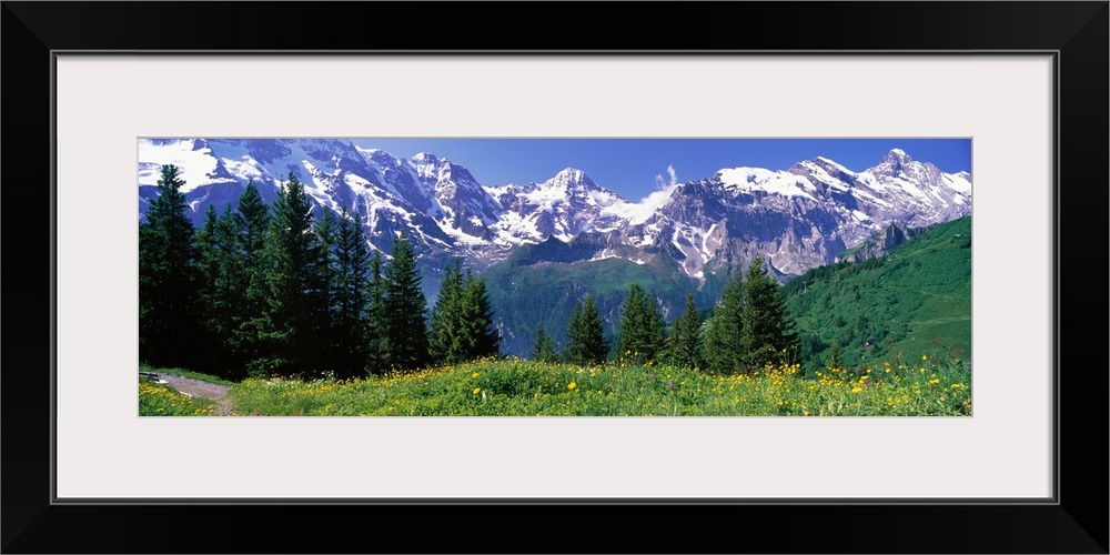 Large panoramic photo on canvas of a field and tree line in front of rugged snowy mountains.