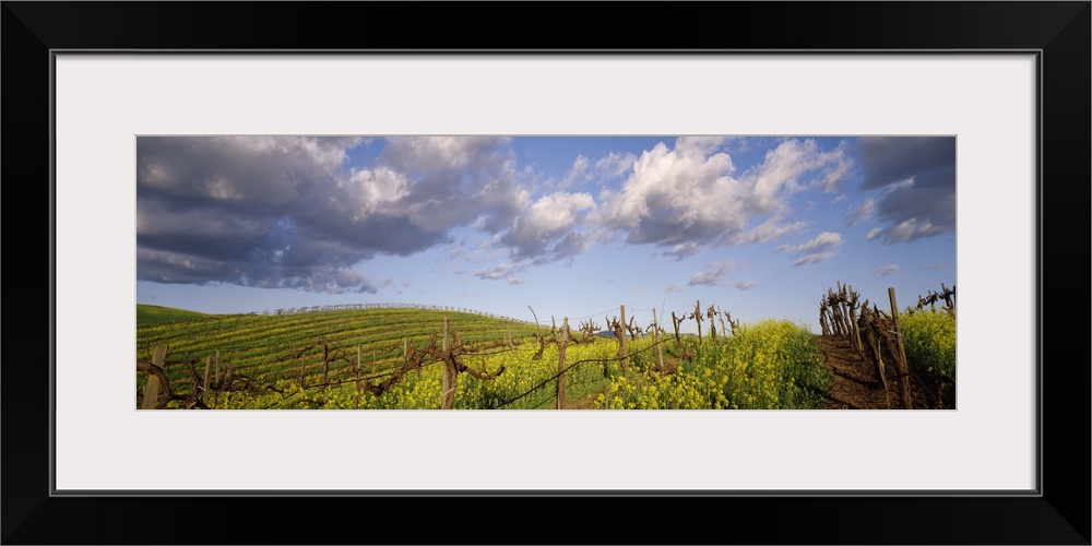 Mustard and vine crop in the vineyard Carneros Valley Napa County California