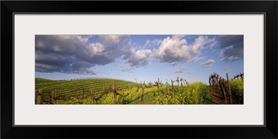 Mustard and vine crop in the vineyard Carneros Valley Napa County California