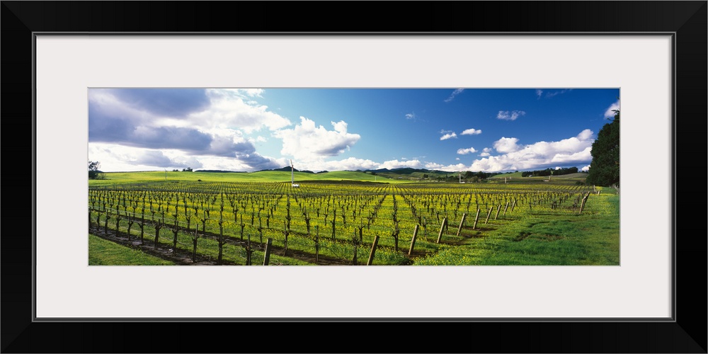 Mustard crop in a vineyard, Carneros District, Napa Valley, Napa County, California