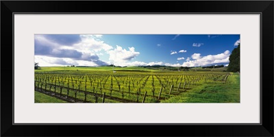 Mustard crop in a vineyard, Carneros District, Napa Valley, Napa County, California