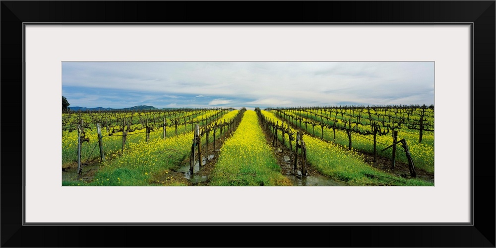 Mustard crop in a vineyard, Carneros District, Napa Valley, Napa County, California