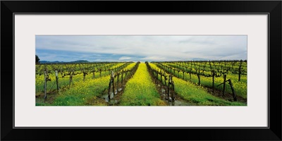 Mustard crop in a vineyard, Carneros District, Napa Valley, Napa County, California