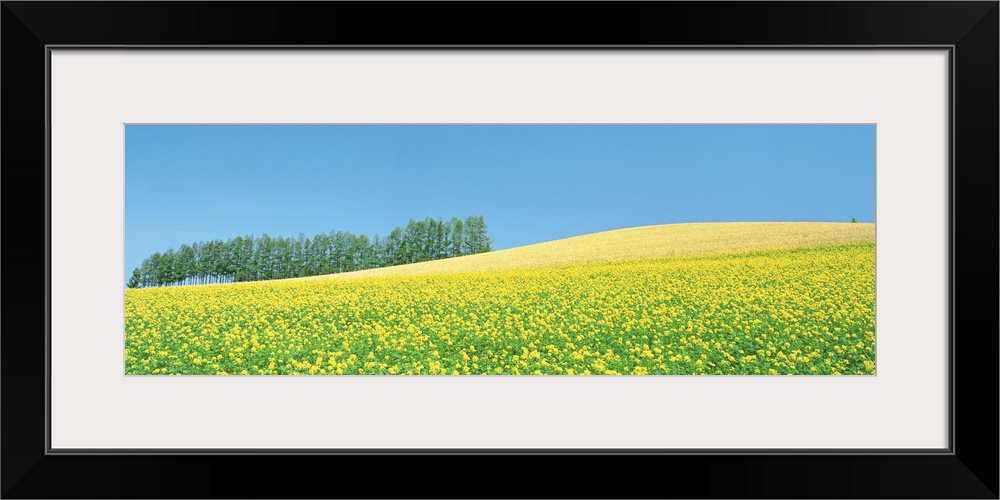 Mustard field with blue sky in background