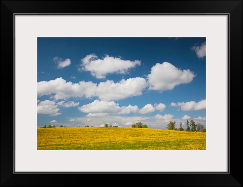 Mustard fields, Smiltene, Vidzeme Region, Latvia