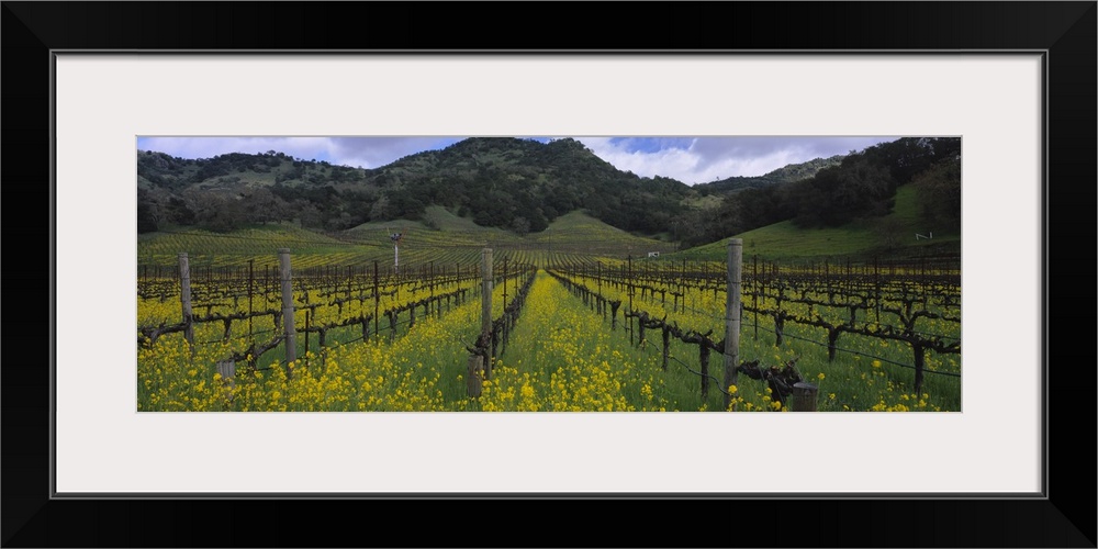 Mustard plants growing in a vineyard Napa Valley Napa County California