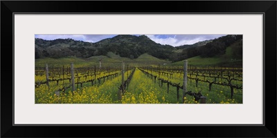 Mustard plants growing in a vineyard Napa Valley Napa County California