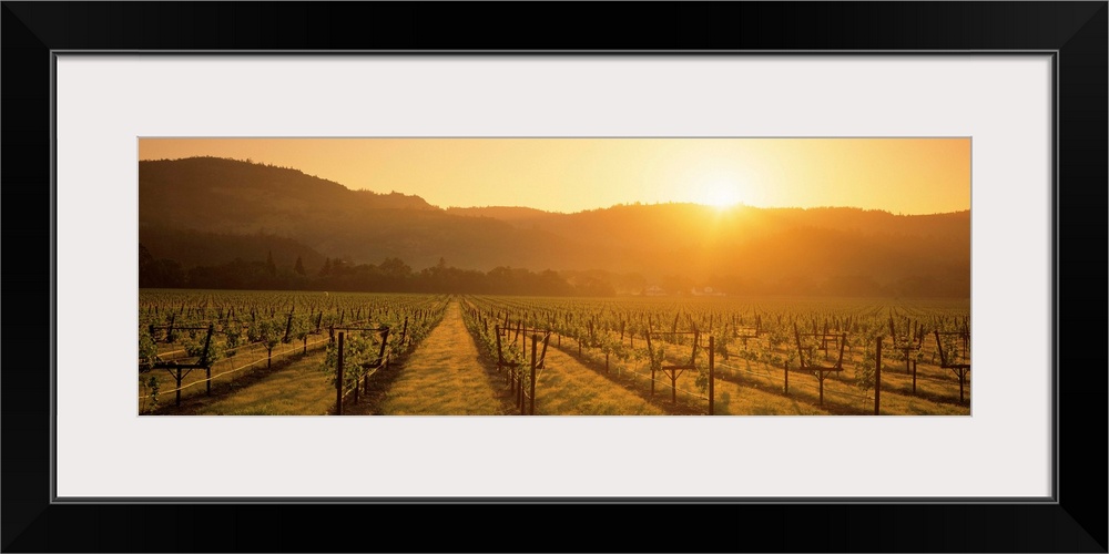 A panoramic view of a Vineyard in Napa as the sun rises from behind the hills in the distance.