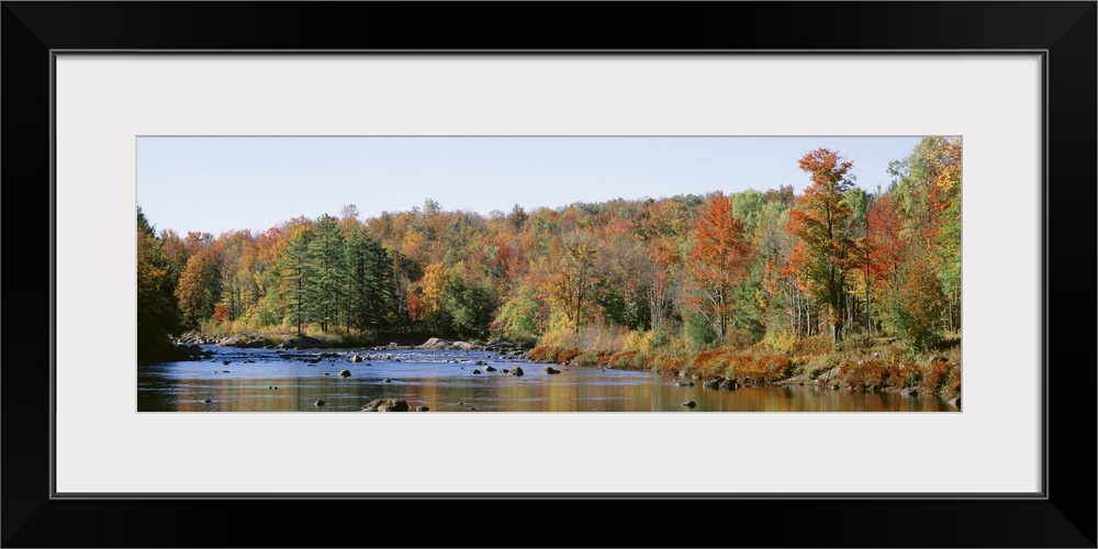 New York, Adirondack State Park, Adirondack Mountains, Deciduous trees along Moose River