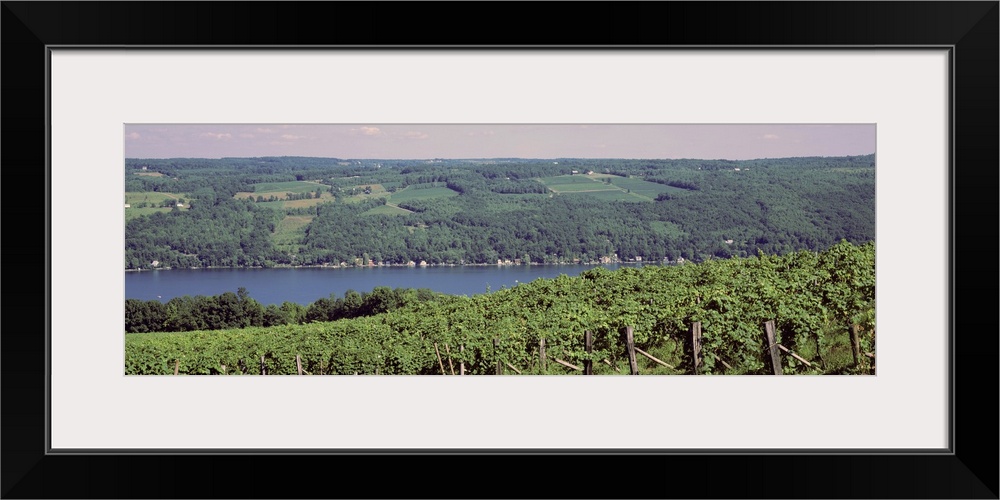 New York, Finger Lakes, Keuka Lake, vineyards